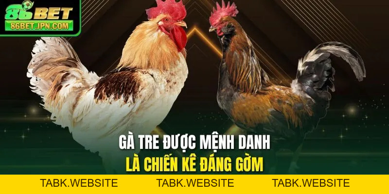 Đá Gà Trực Tiếp Cựa Dao Sự Lựa Chọn Nhiều Nhất 2026