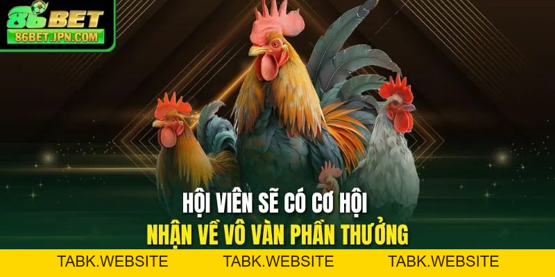 Đá Gà 86BET - Ra Mắt Hơn 100 Trận Thomo Rực Lựa Mỗi Ngày
