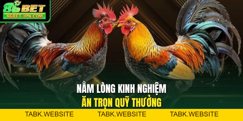 Đá Gà 86BET - Ra Mắt Hơn 100 Trận Thomo Rực Lựa Mỗi Ngày
