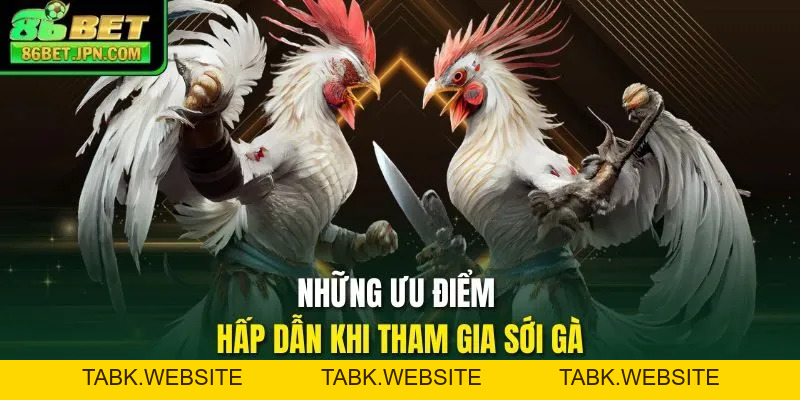 Đá Gà 86BET - Ra Mắt Hơn 100 Trận Thomo Rực Lựa Mỗi Ngày